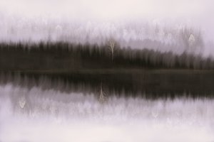 霧に包まれた白樺の映り込み
