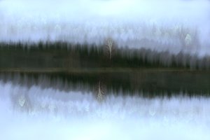 霧に包まれた白樺の映り込み