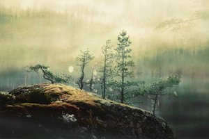 霧の森の松 作： 