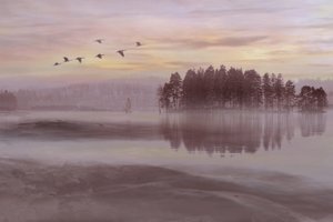 霧の湖の鳥の群れ 作： Christina Sillen