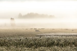霧の立ち込める朝の牛たち 作： Christina Sillen