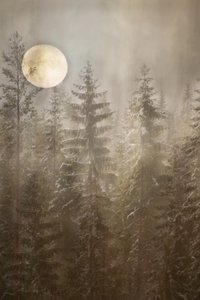 月明かりに照らされた冬の森