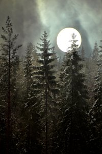 月明かりに照らされた冬の森 作： Christina Sillen
