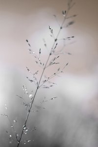 朝露 作： Christina Sillen