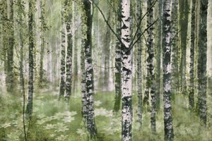 静かな白樺の森 作： Christina Sillen