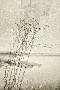 素朴な植物画 作： Christina Sillen