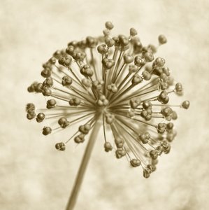 セピア色のアリウムの球体