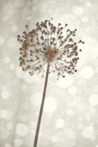 柔らかなアリウムの花 作： Christina Sillen