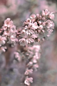 柔らかなピンクの花 作： Christina Sillen