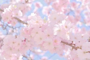 柔らかなピンクの桜 作： Christina Sillen