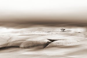 砂漠にぽつんと立つ一本の木