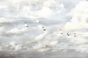 空を舞う白鳥 作： 