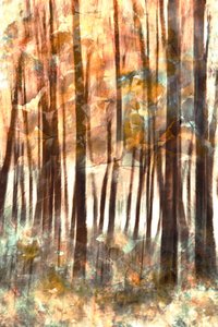温もりあふれる森の輝き 作： Christina Sillen
