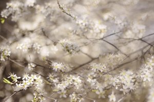 白い春の花 作： 