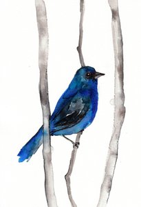 鮮やかな青の鳴き鳥 作： 