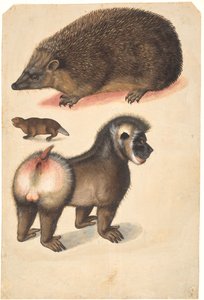 ハリネズミ、ビーバー、オスのヒヒ
