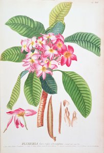 プルメリア：クリストフ・ヤコブ・トリューとゲオルク・ディオニシウス・エーレット（1710-70）著『Plantae Selectae』より； 作： Christoph Jacob & Ehert Georg Dionysius (1708/9 70) Trew