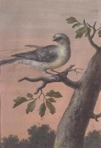 枝の上の鳥（ガッシュ）（60075も参照） 作： Christoph Ludwig Agricola