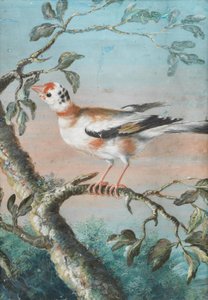 枝に座る鳥 作： クリストフ・ルートヴィヒ・アグリコラ