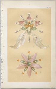 装飾デザインの芸術：付録付き、花が開く日の時間を示す、Day＆Son、ロンドン、1862年発行 作： Christopher Dresser