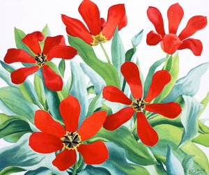 マダムルフェーベルチューリップ2（紙に水彩） 作： Christopher Ryland