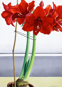 赤いアマリリス2（紙に水彩画 作： Christopher Ryland