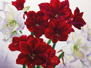 赤と白のアマリリス、2008年（紙にトイレ） 作： Christopher Ryland