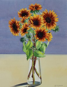 ヒマワリ（紙に水彩画 作： Christopher Ryland