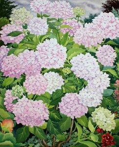 白い紫陽花 作： Christopher Ryland
