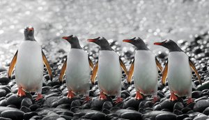 5羽の好奇心旺盛なペンギン 作： Chuanxu Ren