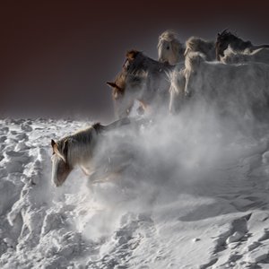 疾走する雪の馬たち