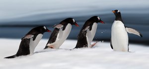 ジェントーペンギンのアクション