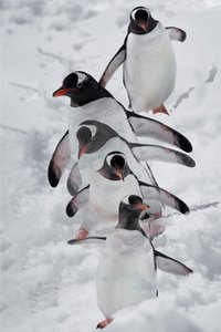 雪の中のペンギン