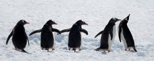 雪の中を歩くペンギンたち 作： Chuanxu Ren
