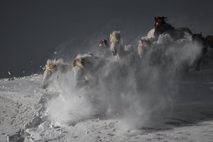 雪の中を駆け抜ける野生の馬たち