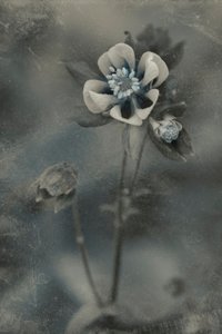  作： 