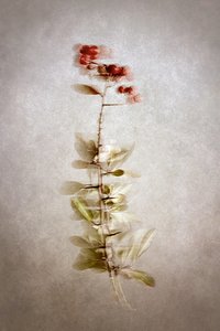  作： 