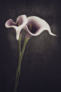  作： 