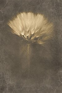  作： 