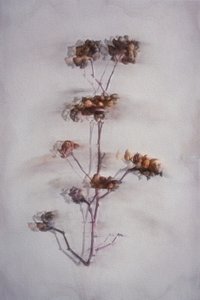  作： 