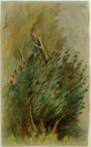 Tucheler Heide（森林調査） 作： Clara Siewert