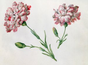 カーネーション 作： Claude Aubriet