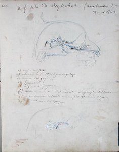 猫の頭の中の神経系 1842年5月（紙に鉛筆） 作： Claude Bernard