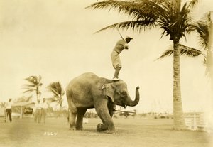 1927年5月2日、マイアミビーチのロージーザエレファントに立っているゴルファー