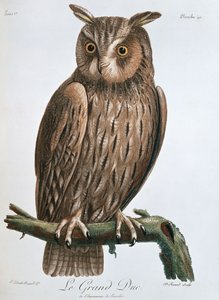 大公」、イーグルフクロウ、1799-1808