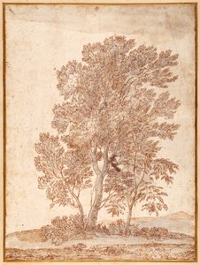3本の木（ペン、ブラウンインク、グレーウォッシュ、紙 作： Claude Lorrain