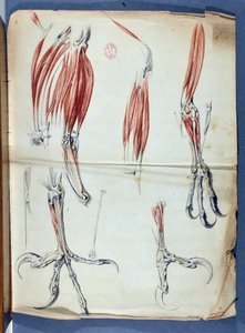 Claude Perrault 1613-1688 - Academie de Sciences - Parisによる1666年から1699年（1729-1734年）までの王立科学アカデミーのメモワールに掲載された "Memoires pour servir a l