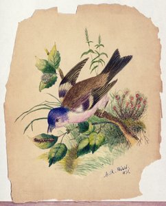 枝の上の青い鳥 作： Claude Raguet Hirst