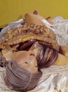 脱骨された女性のモデル（ワックス）