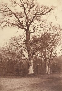 木の研究、Bois de Boulogne